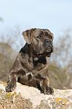 CANE CORSO 373